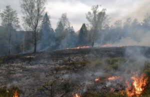 Waldbrand zerstört 2 Hektar Wald- und Heidefläche – bis zu 150 Kräfte im Großeinsatz #Waldbrand #Lippe