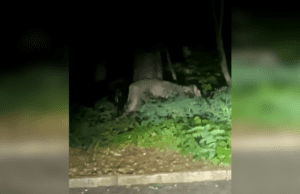 Gesuchte Löwin ist wahrscheinlich ein Wildschwein