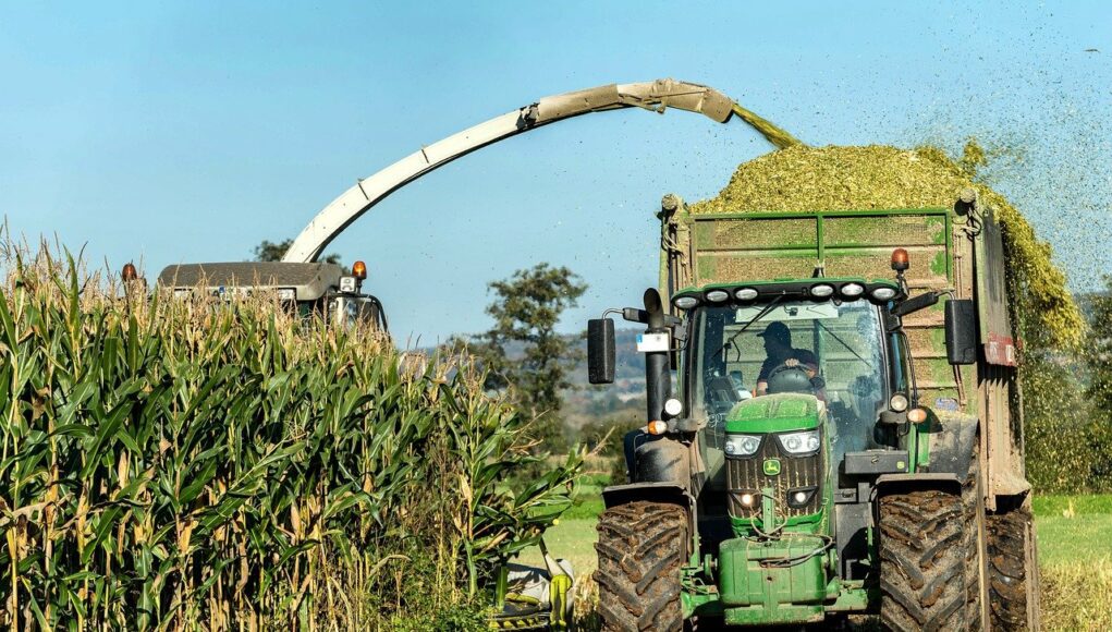 corn, corn harvest, cornfield