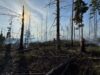Waldbrand am Möhnesee: Ausweitung auf 30.000 m² – Löscharbeiten aus der Luft